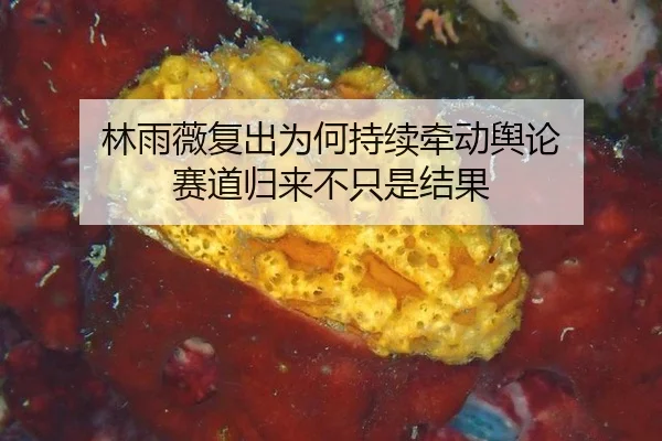 林雨薇复出为何持续牵动舆论 赛道归来不只是结果